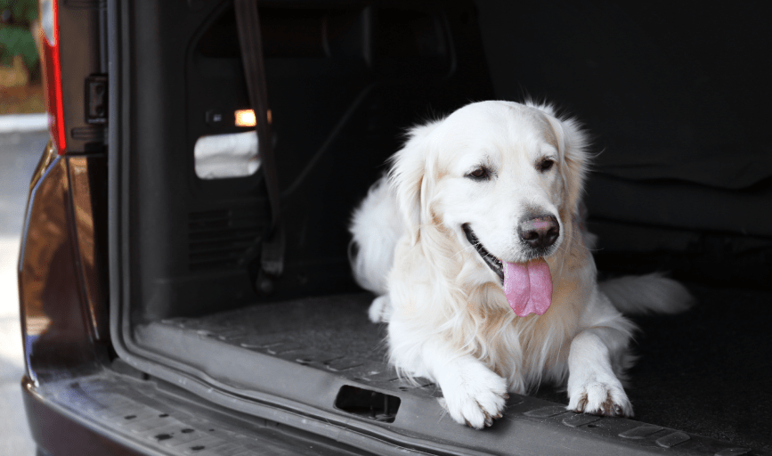 Renegade Rex K9 Ranch