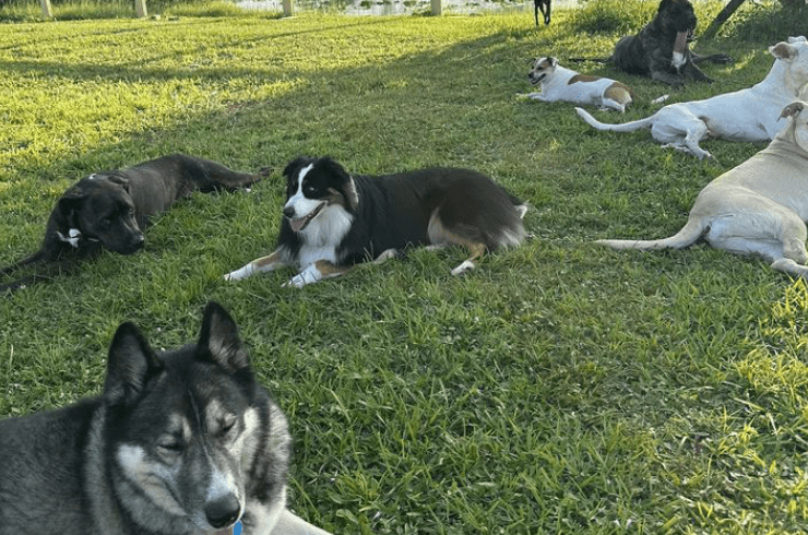 Renegade Rex K9 Ranch
